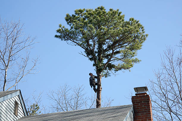 How Our Tree Care Process Works  in  Boiling Spring Lakes, NC